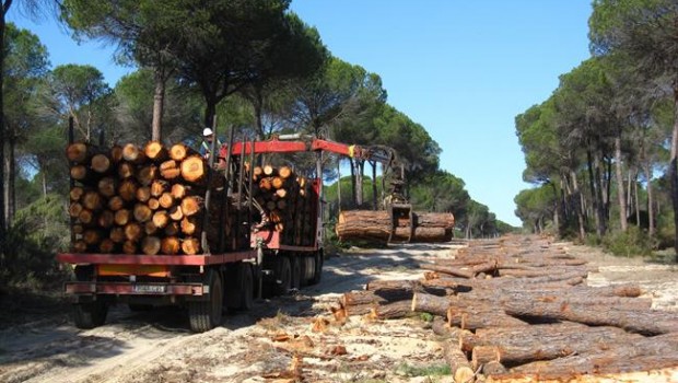 ep trabajosmontes publicos andaluces