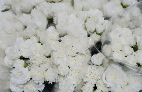 claveles blancos recin cortados 1 20240513181013 