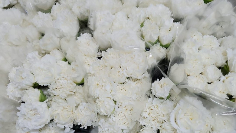 claveles blancos recin cortados 1 20240513181013 