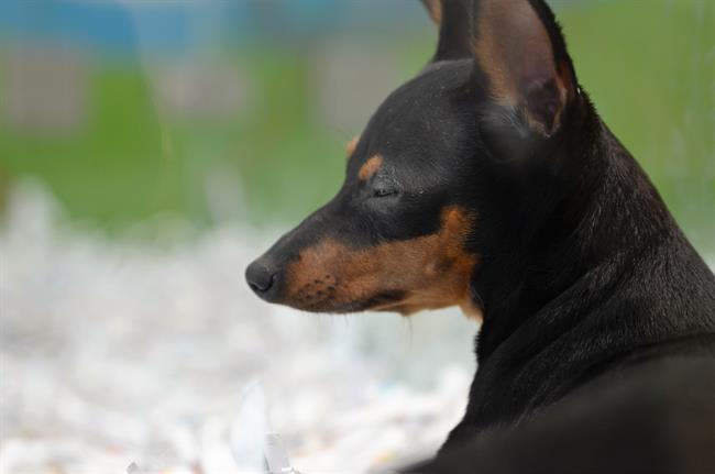 ep animal animales perro perros cachorro cachorros perra perras