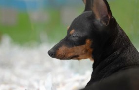 ep animal animales perro perros cachorro cachorros perra perras