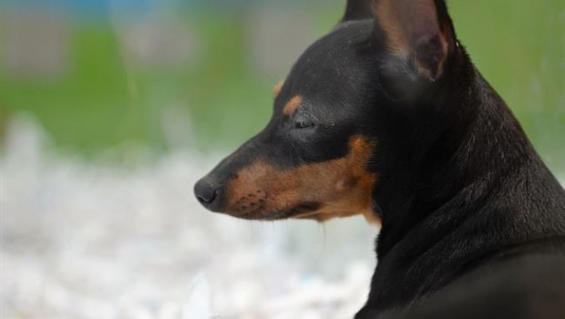 ep animal animales perro perros cachorro cachorros perra perras