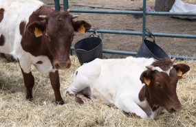ep archivo   dos vacas durante una muestra de ganado