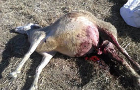 ep archivo   oveja fallecida por el ataque de lobo en villasbuenas salamanca