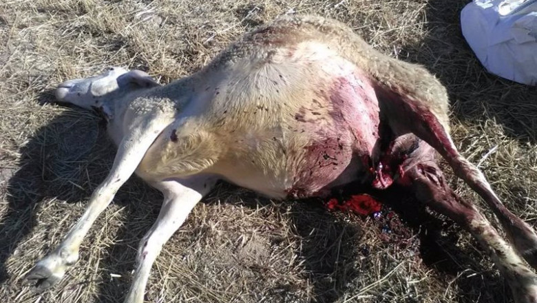 ep archivo   oveja fallecida por el ataque de lobo en villasbuenas salamanca