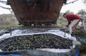 ep archivo   una persona recolecta aceitunas en un olivar