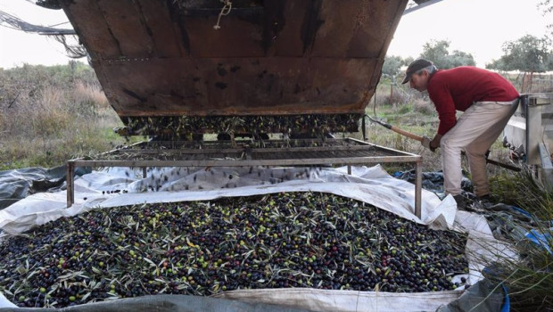 ep archivo   una persona recolecta aceitunas en un olivar