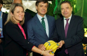 ep comunicado platano de canarias ofrecera un nuevo etiquetado 100 compostable y 100 biodegradable a