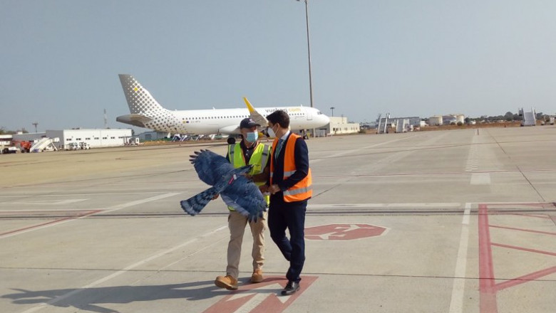 Dron con forma de halcón para controlar la fauna en el aeropuerto | AENA ep dron con forma de halcon para controlar la fauna en el aeropuerto