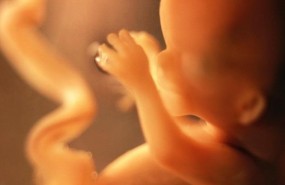 ep feto embrion