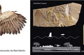 ep ilustracion de concornis lacustrisfosiles encontradosyacimientohoyas