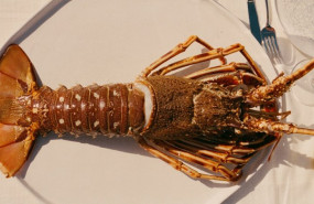 ep plato de lobito de mar