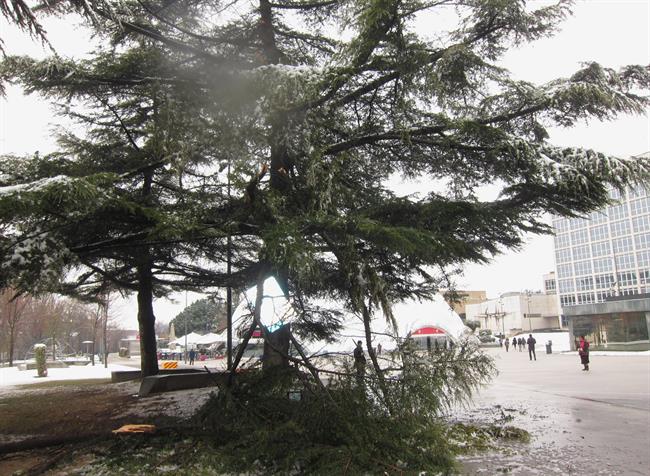 ep ramas de arbol caidasacupulamilenio nieve mal tiempo