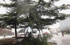 ep ramas de arbol caidasacupulamilenio nieve mal tiempo
