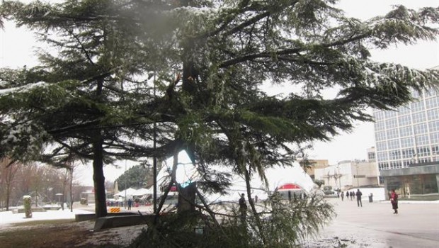 ep ramas de arbol caidasacupulamilenio nieve mal tiempo