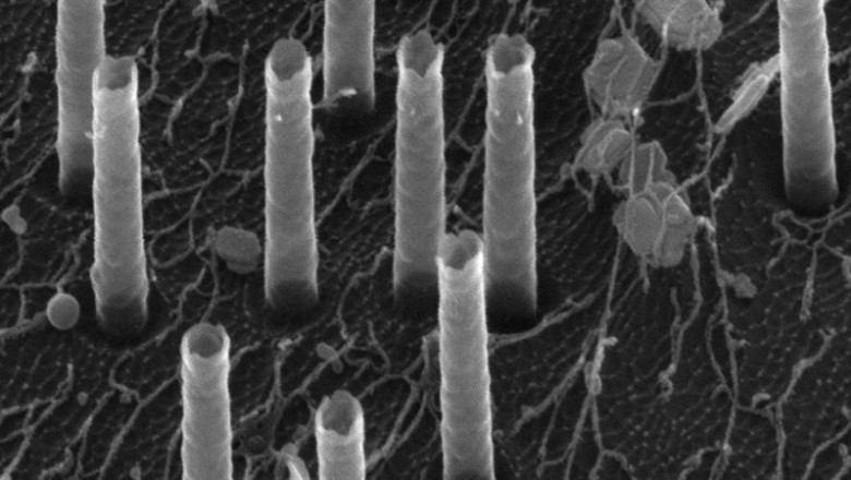 Una imagen electrónica de barrido de los nanotubos huecos utilizados para entregar ADN a las células inmunitarias. | MELOSH LAB ep una imagen electronica de barrido de los nanotubos huecos utilizados para entregar adn a las