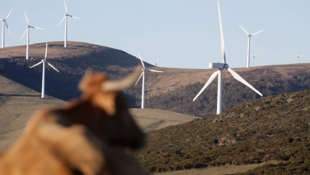 ep una vaca reposa tumbada frente a aerogeneradores en el parque eolico de montouto de la serra do