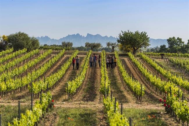 vinedos_de_bodegas_torres