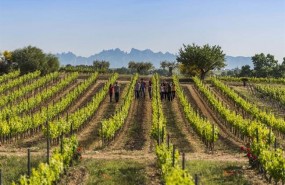 vinedos_de_bodegas_torres