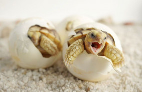 1609174027 juan ferri tortugas copia