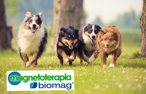 biomag magnetoterapia veterinaria
