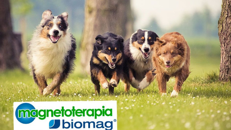 biomag magnetoterapia veterinaria