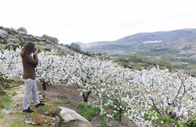 ep archivo una mujer fotografia los cerezos durante su floracion en una de las sierras del valle ep archivo una mujer fotografia los cerezos durante su floracion en una de las sierras del valle
