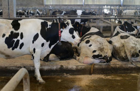 ep archivo   vacas de una ganaderia