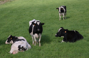 ep archivo   vacas en el campo