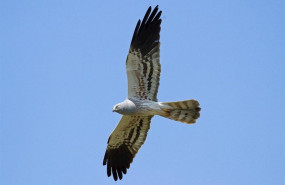 ep birdlife 20200401145816