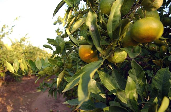CAMPOS DE NARANJAS | EUROPA PRESS ep camposnaranjas