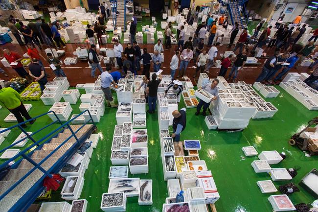 ep mercado mayoristapescadocordoba