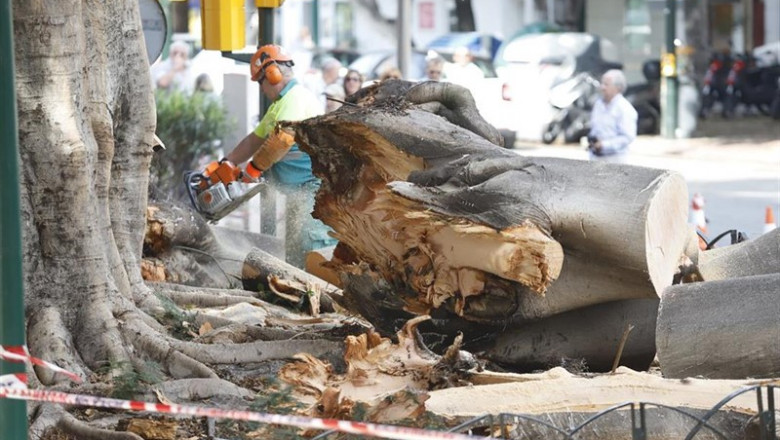 Últimos coletazos del temporal Dana en la provincia de Málaga. Operarios de Parques y Jardines realizan labores de recogida del emblemático árbol Ficus del Paseo de Rending derribado por el Dana. | Álex Zea - Europa Press ep ultimos coletazos del temporal dana en la provincia de malaga operarios de parques y jardines