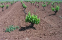 ep un vinedoextremadura ep un vinedoextremadura