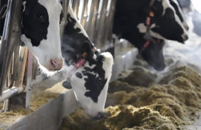 ep vacas en una ganaderia de karrantza donde se ha presentado un proyecto para la transformacion