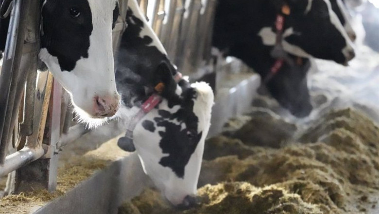 ep vacas en una ganaderia de karrantza donde se ha presentado un proyecto para la transformacion