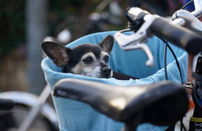 ep varias personas pasean sus mascotas por las calles de la capital donde el proximo viernes entrera ep varias personas pasean sus mascotas por las calles de la capital donde el proximo viernes entrera