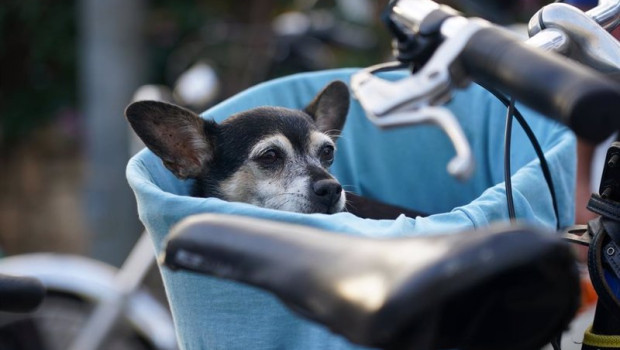 ep varias personas pasean sus mascotas por las calles de la capital donde el proximo viernes entrera