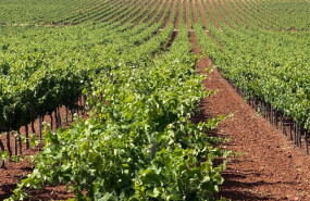 ep vinedo en valdepenas