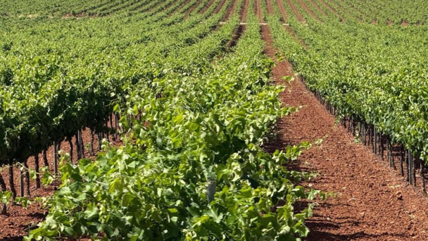 ep vinedo en valdepenas