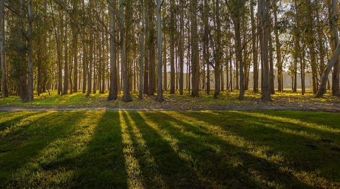 Ence se adjudica el patrimonio forestal de Sniace, en Cantabria