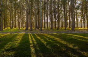 ence eucaliptos ence eucaliptos