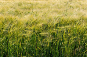 ep archivo   imagen de un campo de cereal
