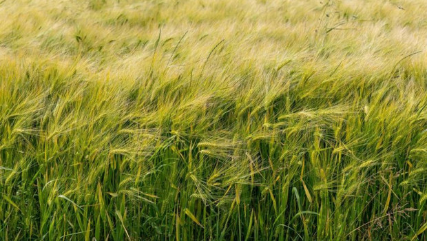 ep archivo   imagen de un campo de cereal