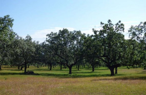 ep archivo   una finca rustica de titularidad municipal