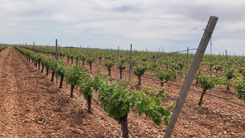 Archivo - Viñedo en la DO Rueda. | ASAJA - Archivo ep archivo vinedo en la do rueda