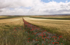 ep campo con amapolas en toledo