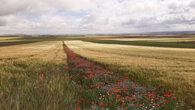 ep campo con amapolas en toledo ep campo con amapolas en toledo