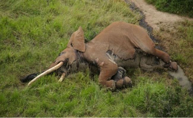 El elefante Satao-2 en la Reserva de Tsavo, en Kenia, abatido por furtivos | TSAVO TRUST/ AFRICA GEOGRAPHIC ep elefante satao-2la reservatsavo en kenia abatidofurtivos