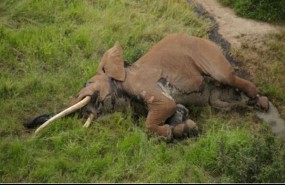 ep elefante satao-2la reservatsavo en kenia abatidofurtivos